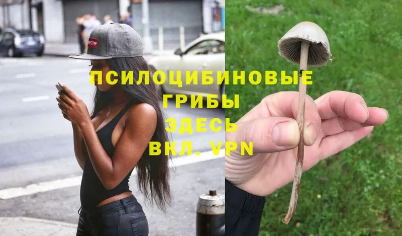 кракен зеркало  Ржев  Псилоцибиновые грибы Magic Shrooms 